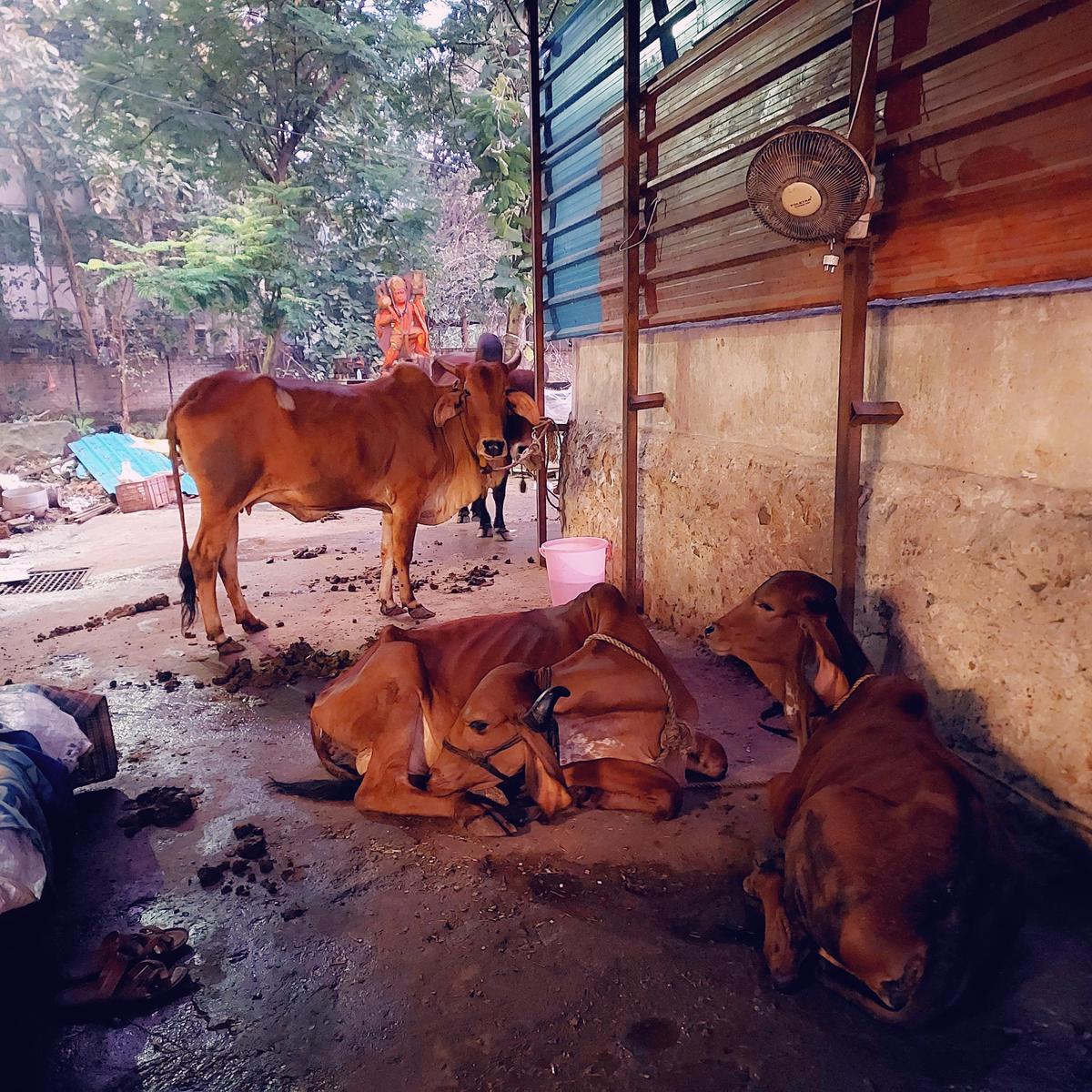 Sacred Cattle 2