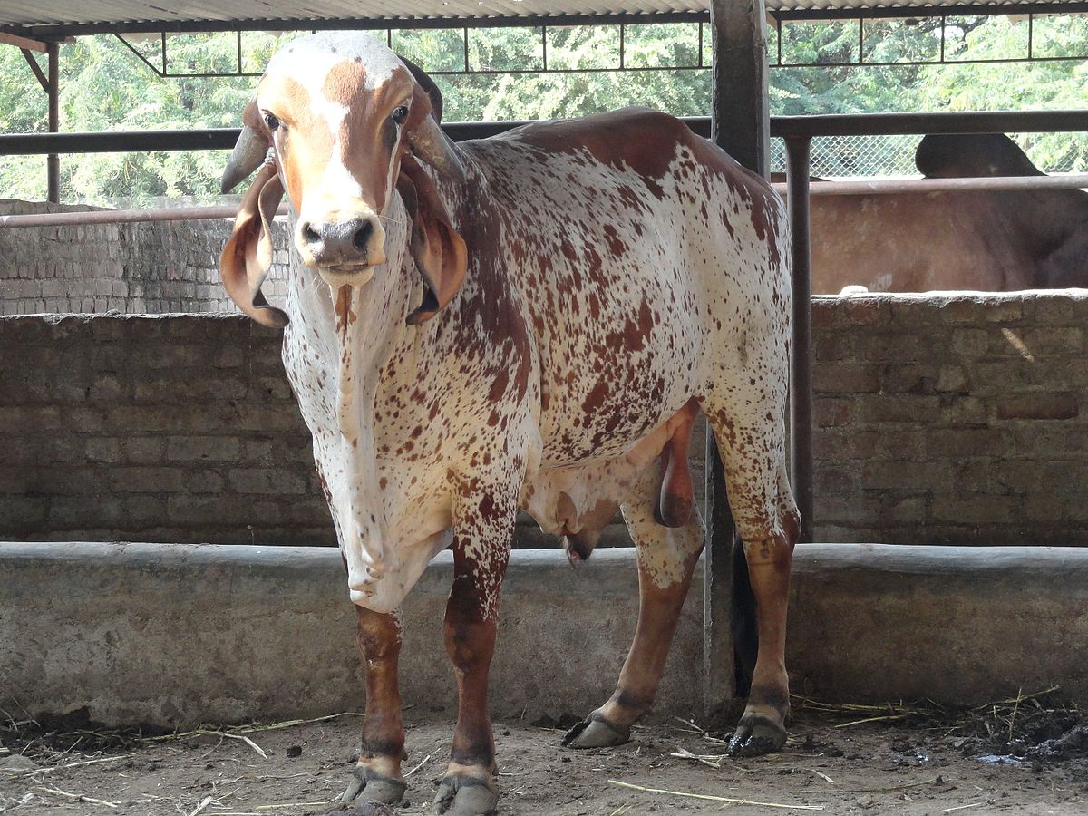 Gir cattle