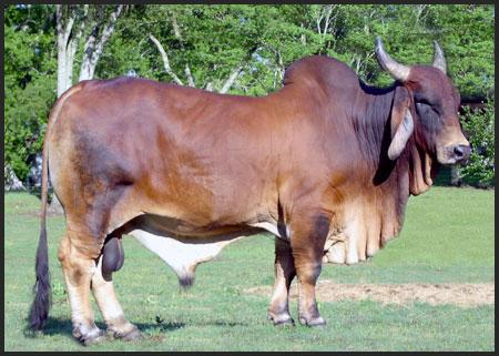 Red Sindhi cattle