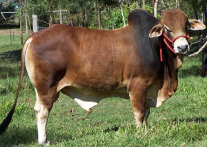 Sahiwal cattle