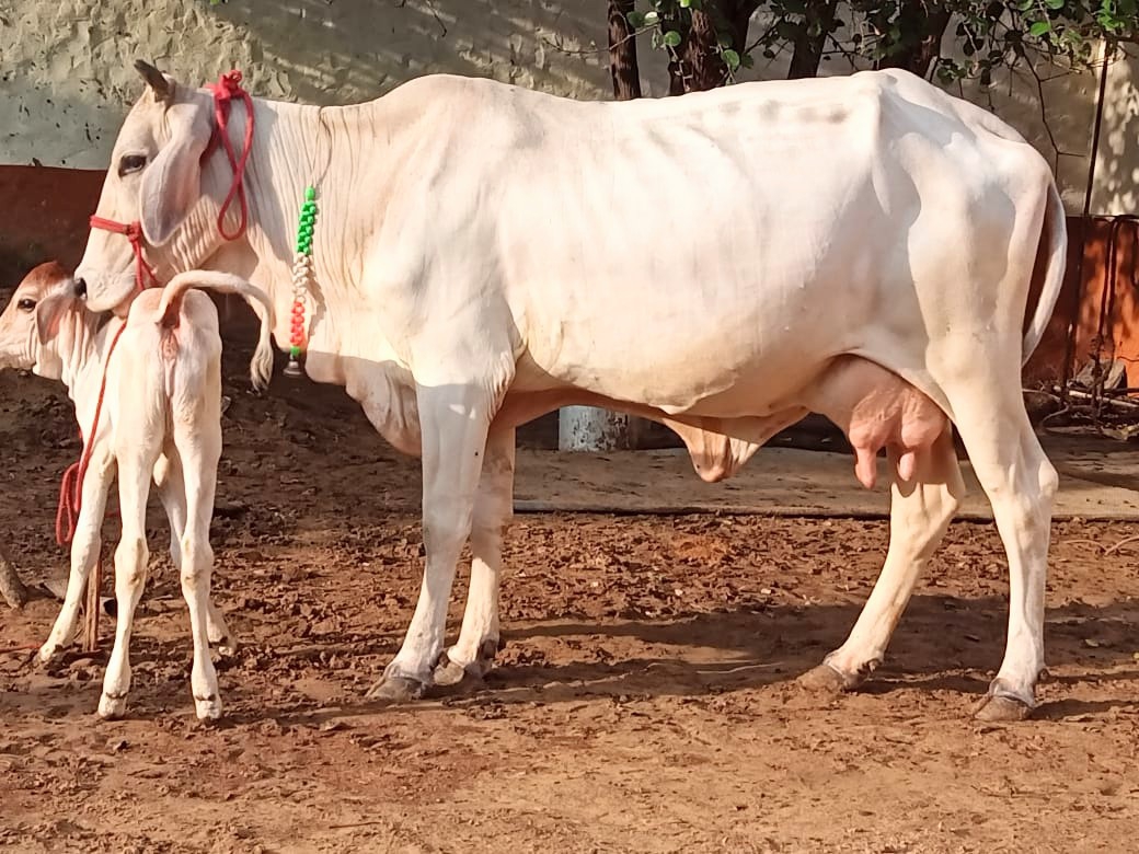 Tharparkar cattle